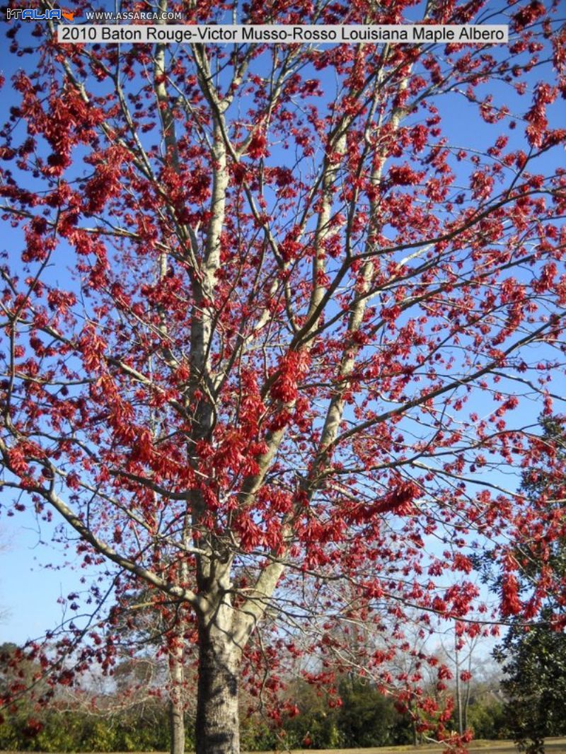 Maple tree Albero Sicomoro