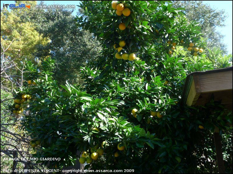 Arange del mio giardino