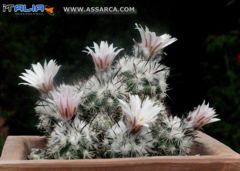 Turbinicarpus