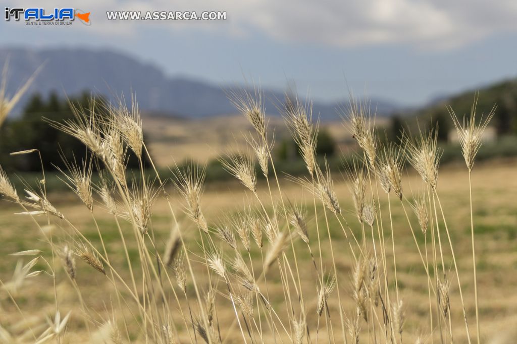 ANDIAMO A MIETERE IL GRANO....