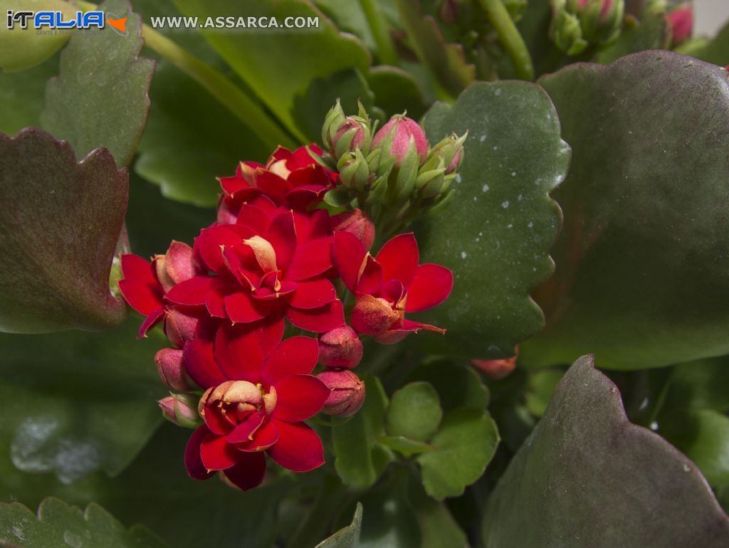 kalanchoe fiorito