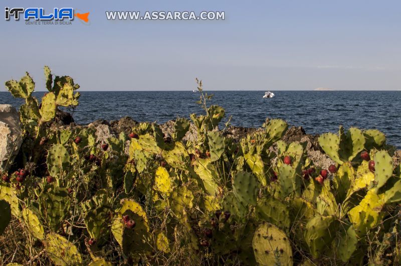 TRA I FICHI D`INDIA ISOLA DELLE FEMMINE