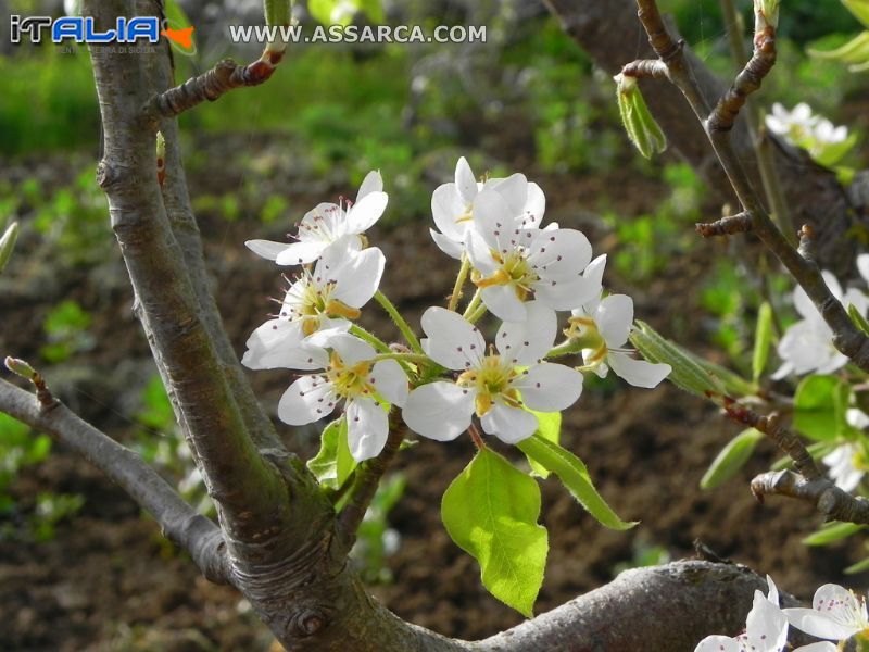 albero fiorito