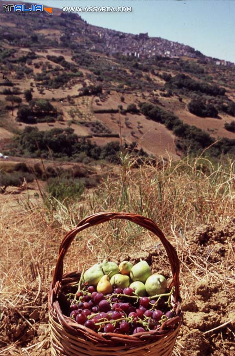 Agosto 2007 I frutti della nostra terra e la nostra Alia