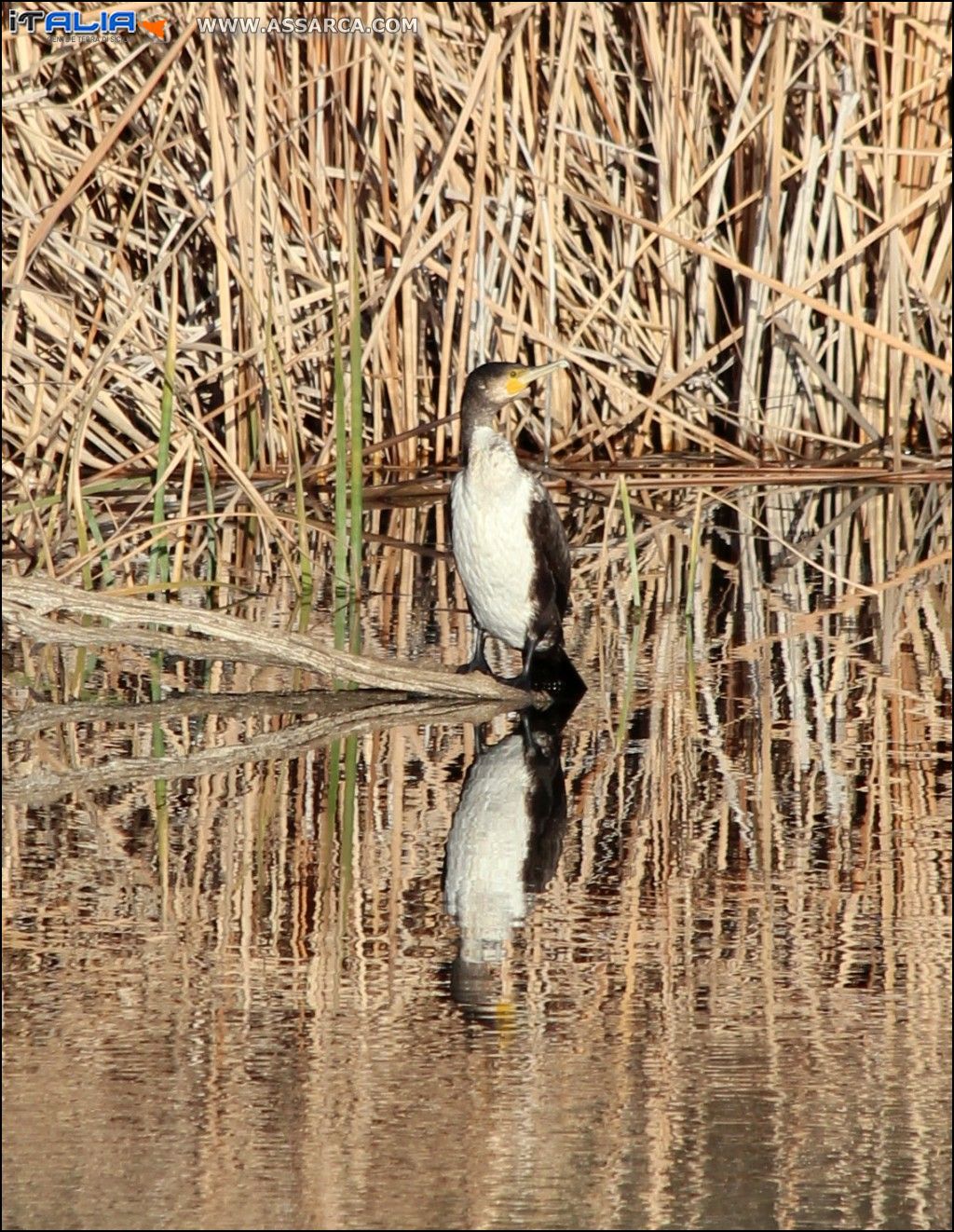 Anatra selvatica in posa per lo scatto