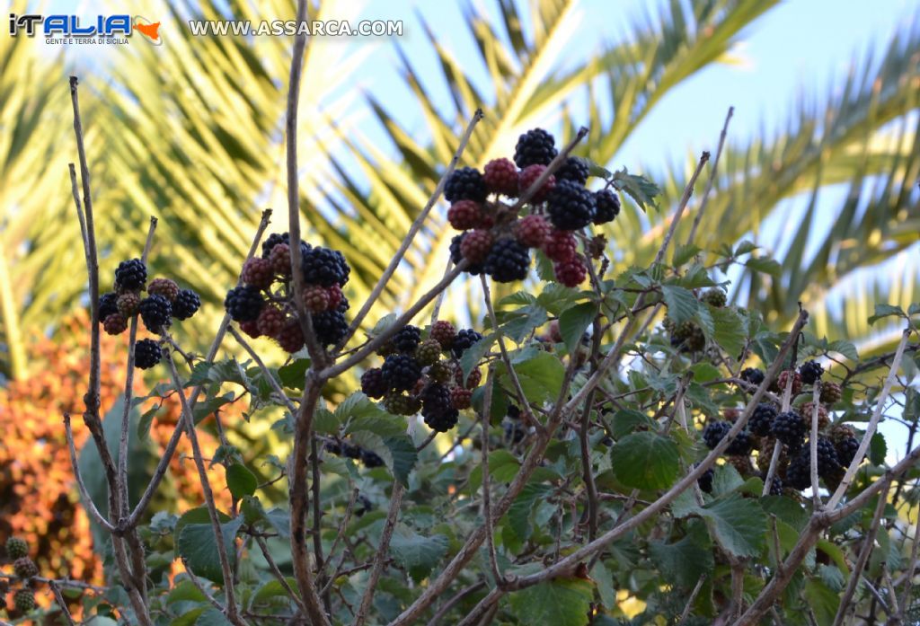 Anche le spine danno i propri frutti