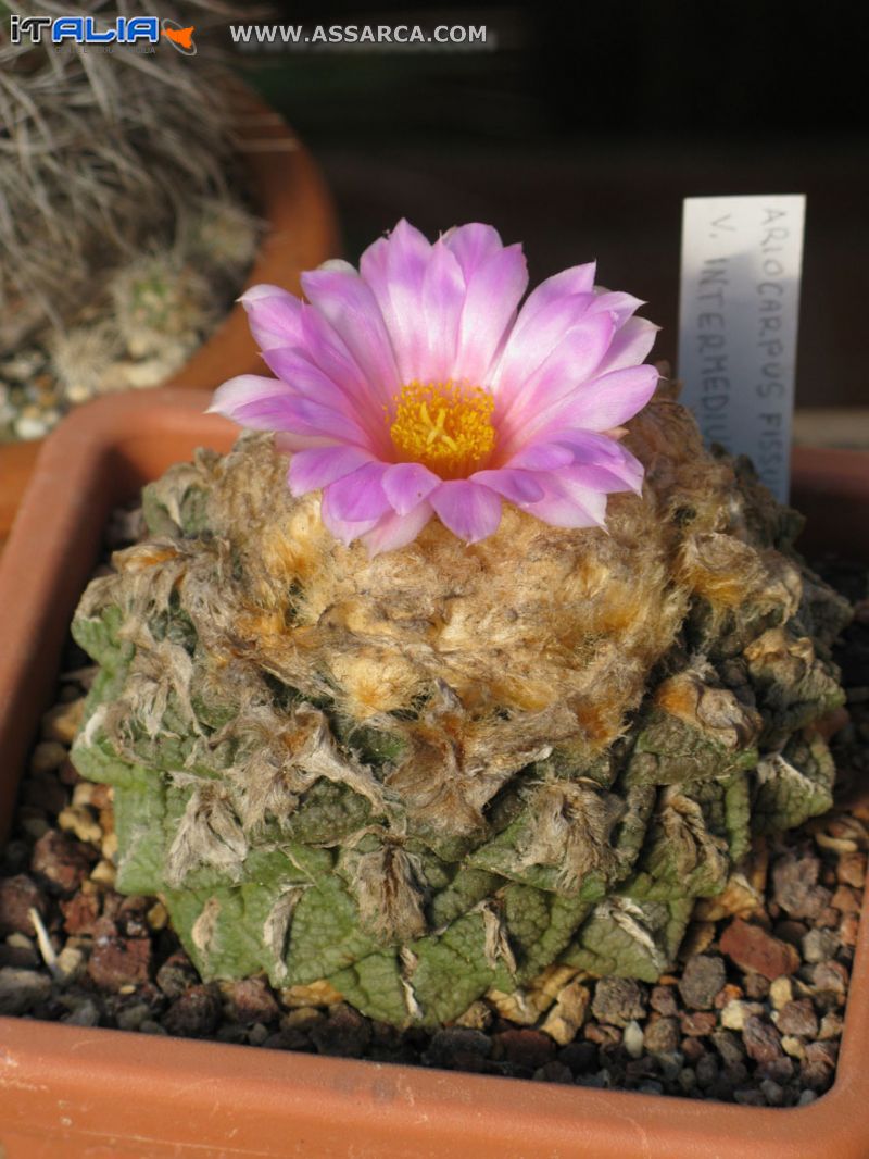 Ariocarpus intermedius