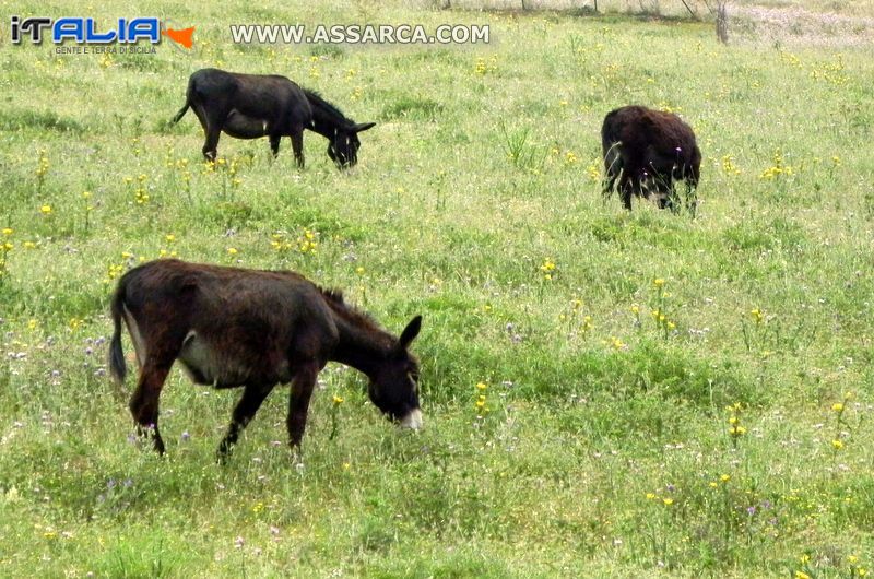 Asini al pascolo