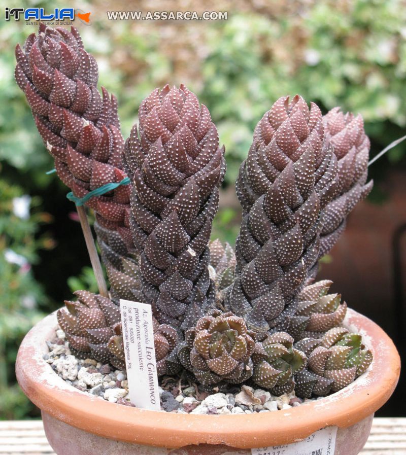 AWORTHIA  REINWARDTII