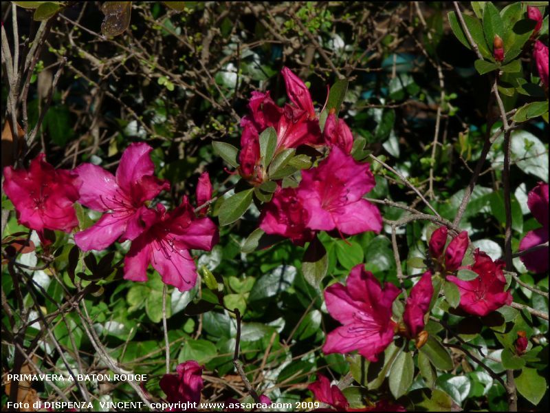 Primavera a Baton Rouge