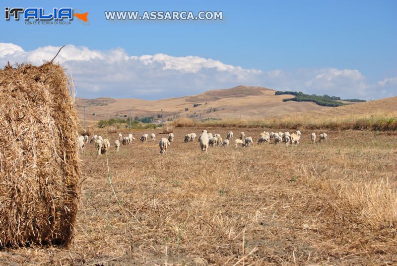 IL COLORE PREDOMINANTE DI AGOSTO IN SICILIA.