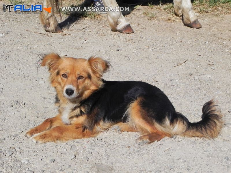 Il cagnolino di Pippa