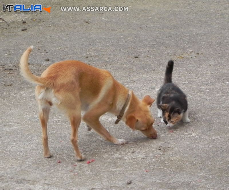 Cane e gatto