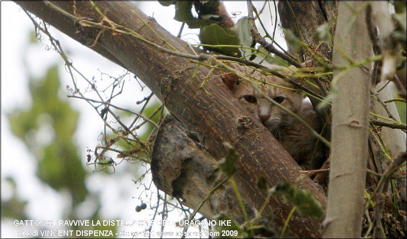 Gatto sopravvive la distruzione dell`Uragano Ike