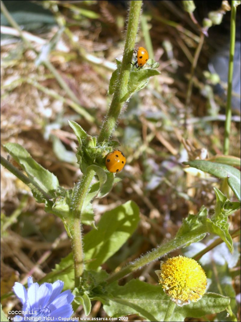 Coccinelle