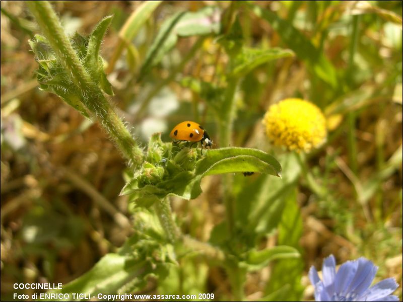 Coccinelle