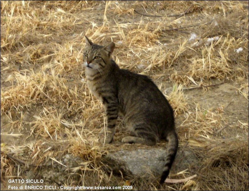 Gatto siculo