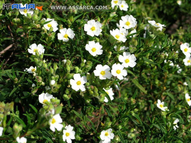 Cistus in fiore