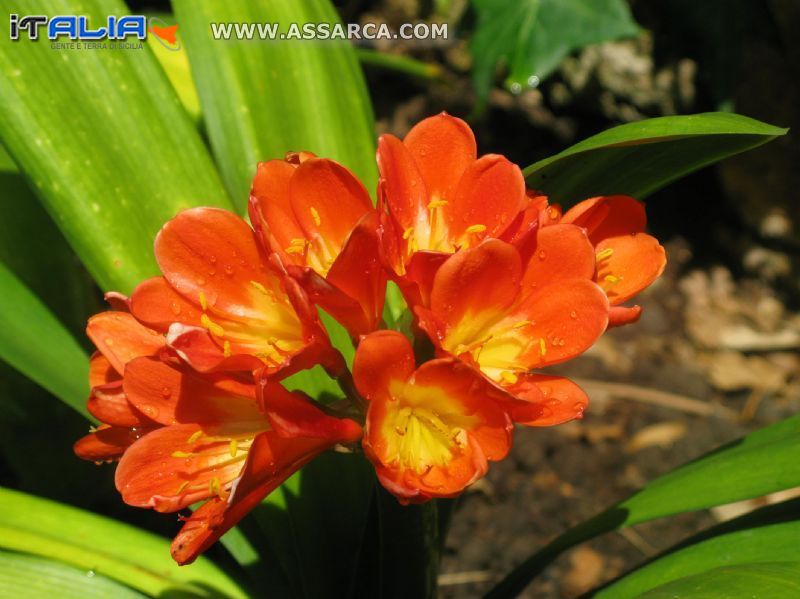 Clivia