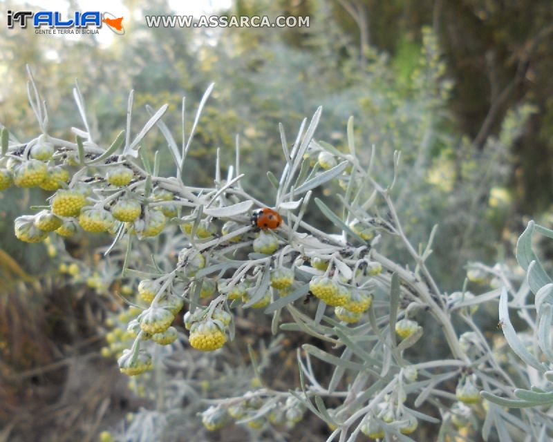 "Erba di vientu" con coccinella