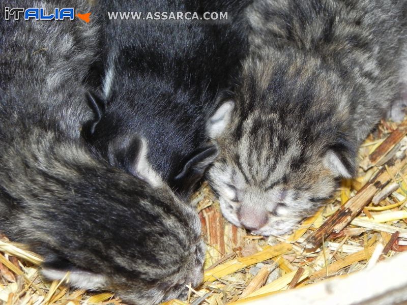 Cuccioli di gatto