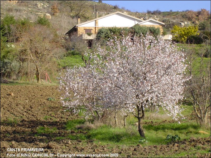 Canta Primavera