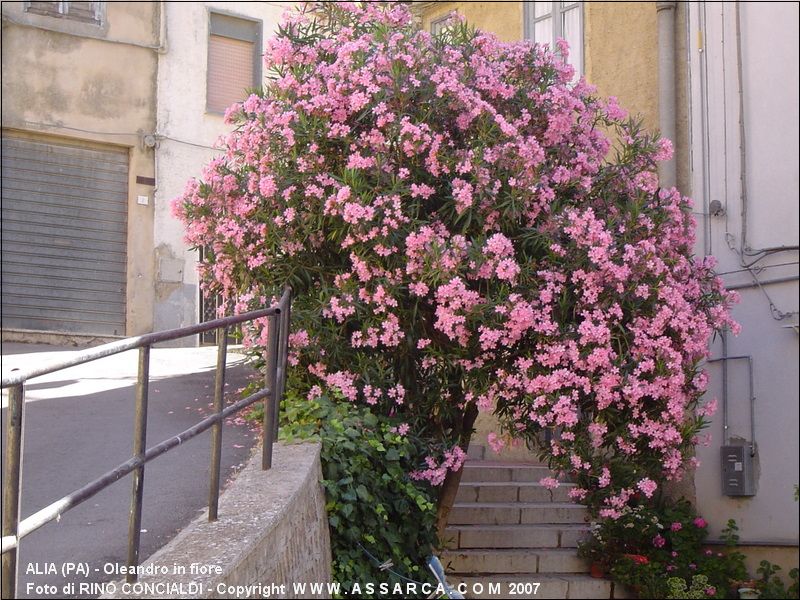 Oleandro in fiore