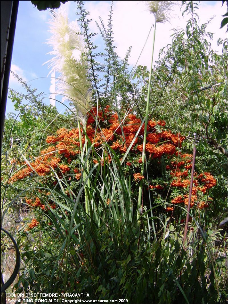 Colori di Settembre -PYRACANTHA