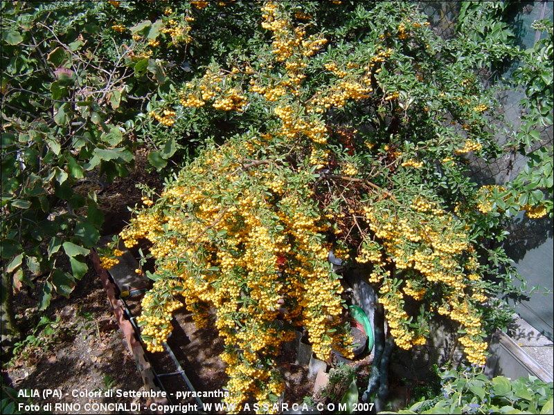 Colori di Settembre - pyracantha