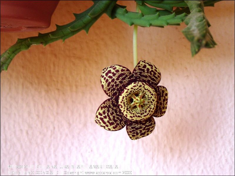 Meraviglie della natura -Stapelia variegata -