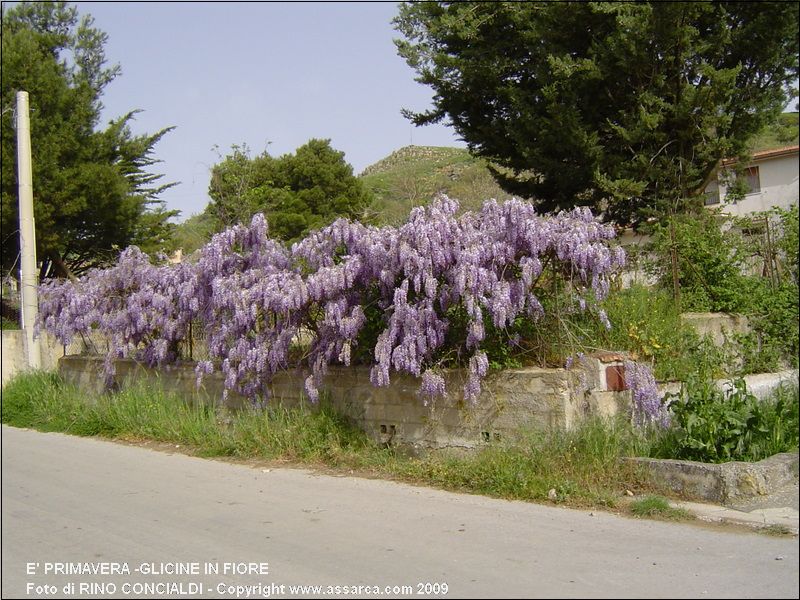 E` primavera -Glicine in fiore