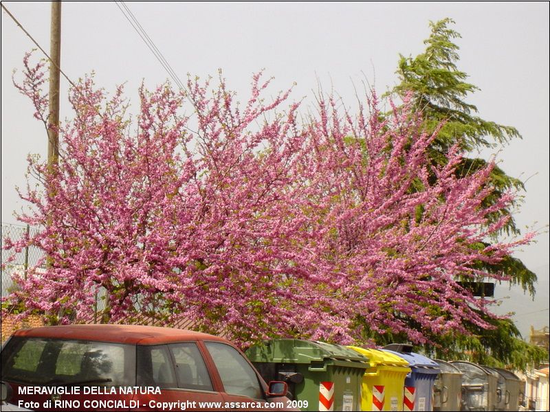 Meraviglie della natura