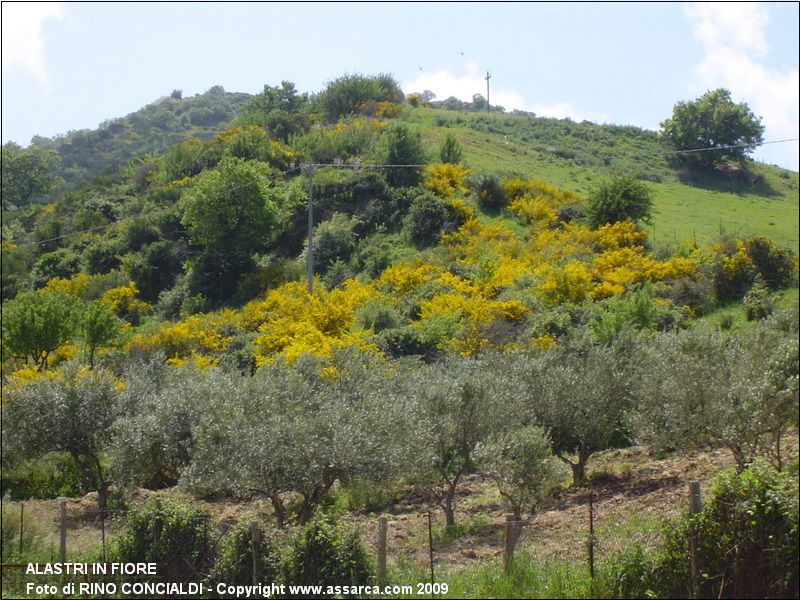 Alastri in fiore