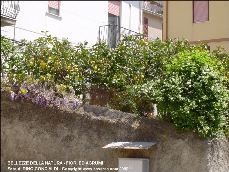 Bellezze della natura - Fiori ed agrumi