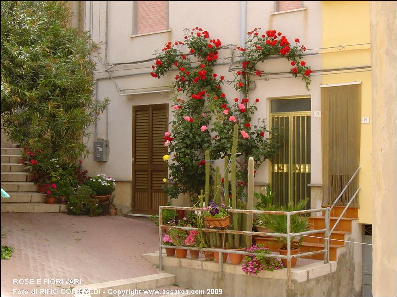 Rose e fiori vari