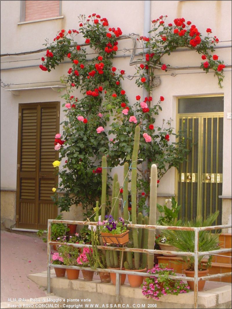 Rose di Maggio e piante varie