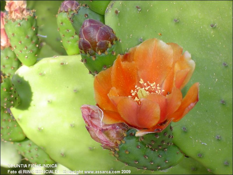 Opuntia Ficus Indica