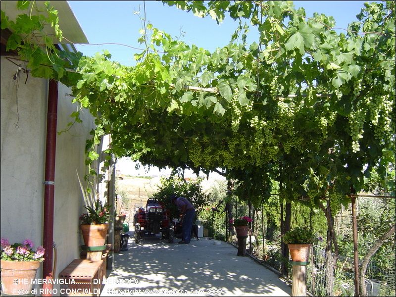 Che meraviglia........ di pergola