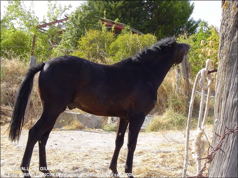 Il cavallo di Giuseppe