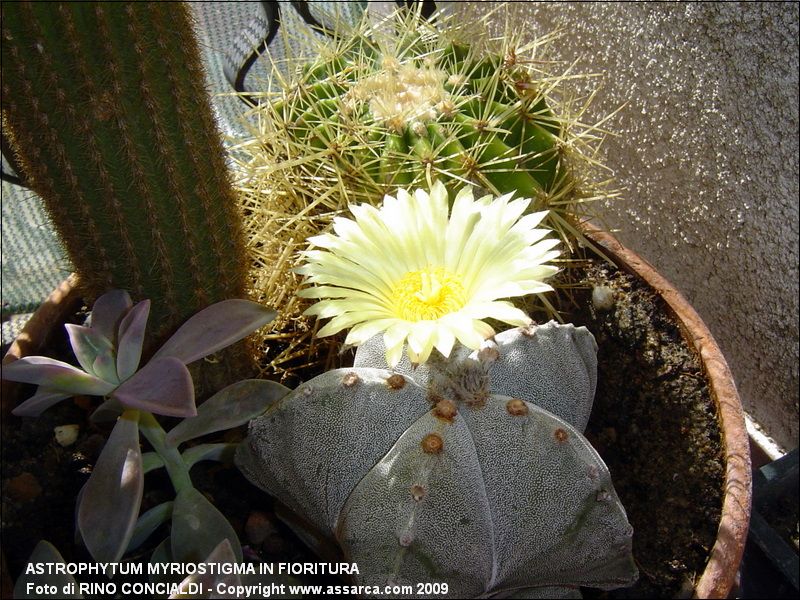 Astrophytum myriostigma in fioritura