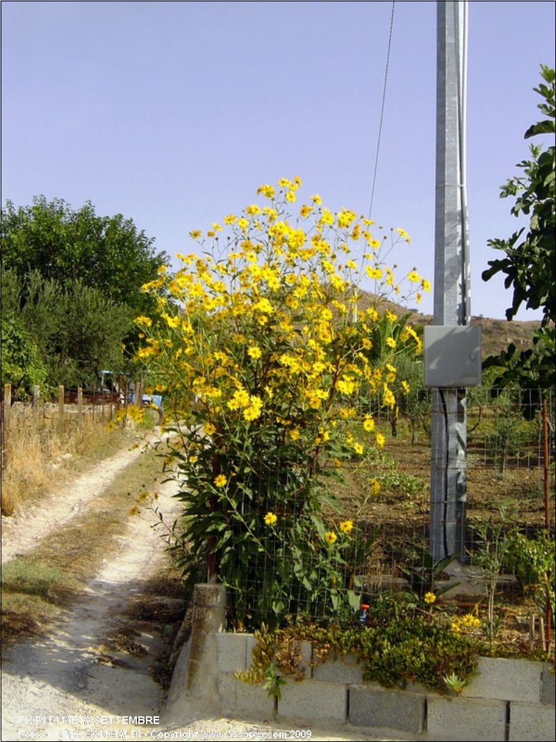 Fiori di met? Settembre