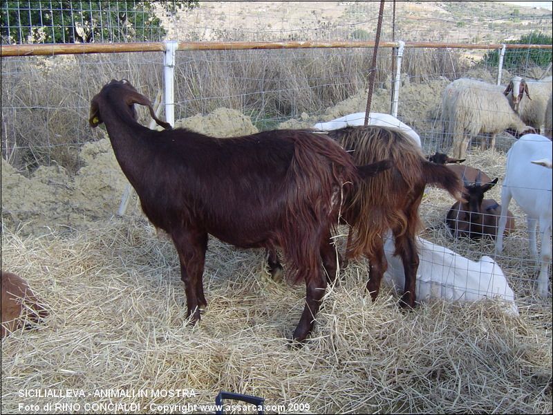 SiciliAlleva - animali in mostra