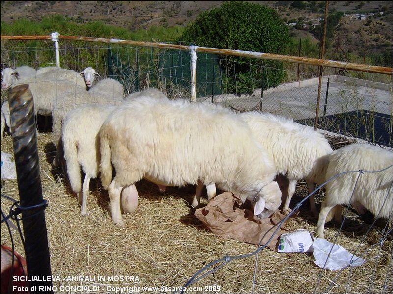 SiciliAlleva - animali in mostra