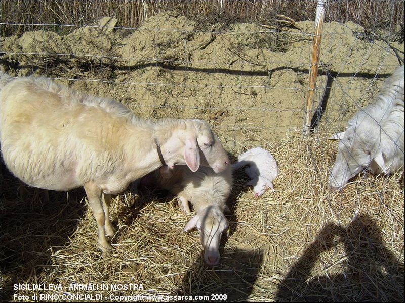 SiciliAlleva - animali in mostra