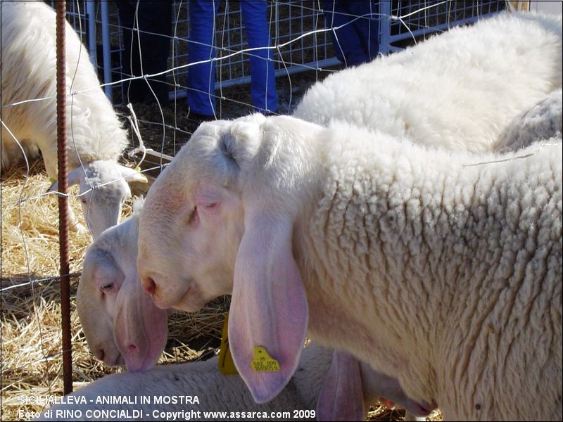 SiciliAlleva - animali in mostra