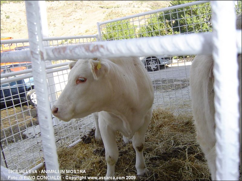 SiciliAlleva - animali in mostra