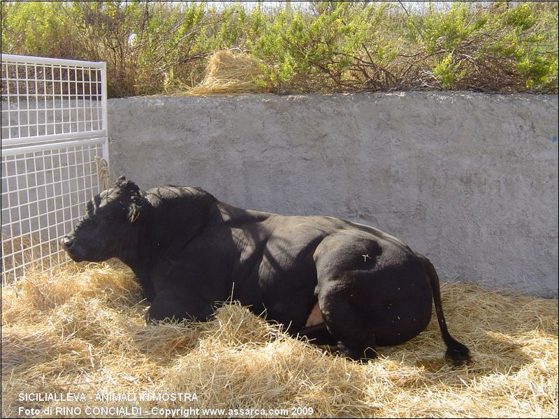 SiciliAlleva - animali in mostra