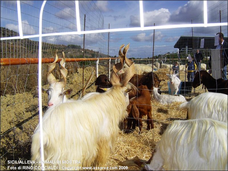 SiciliAlleva - animali in mostra