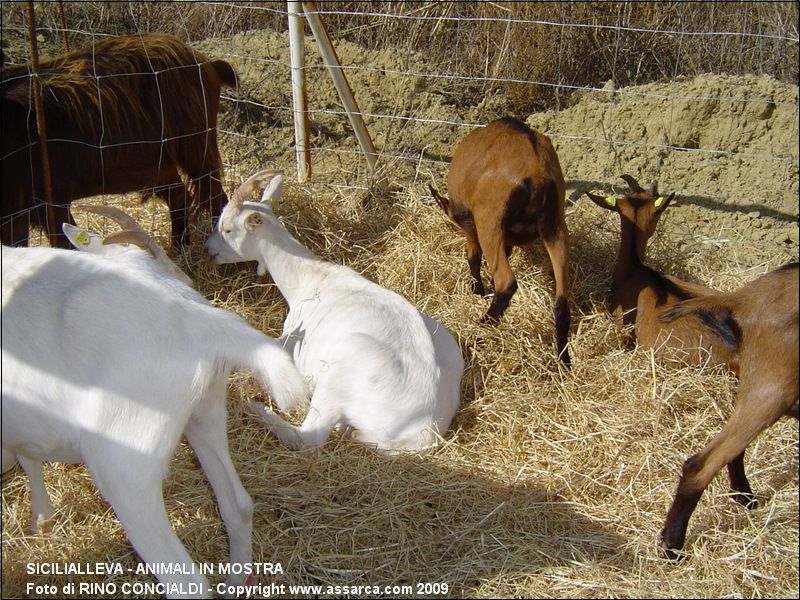 SiciliAlleva - animali in mostra