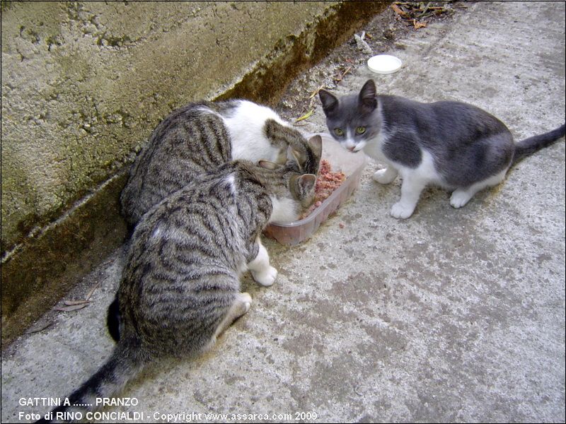 Gattini a ....... pranzo